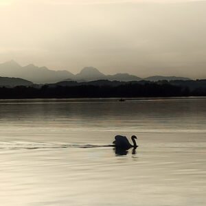 Schwan auf dem Weg zur Nachtruhe..