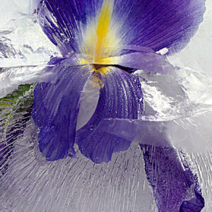 Iris Blau
